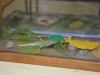 dsc7222