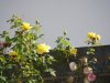 Randonnee3Juin-19